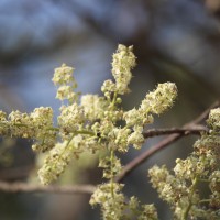 Chloroxylon swietenia DC.